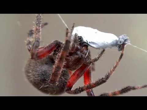 Spider wrapping and feeding on ant