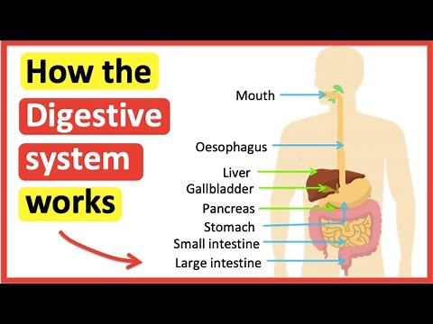 How the digestive system works 🍽 | The process of digestion
