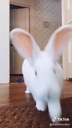 Adorable Albino Bunny Claude Takes on the Saran Wrap Pet Challenge