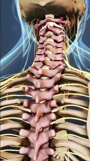 The Spinal Cord and Sections of the Spine