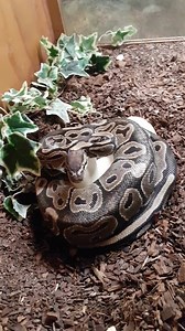1.2K views · 53 reactions | Ball python (Python regius) on display...
