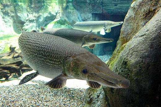 These Are 12 of the Largest Freshwater Fish on Earth - Wildlife Informer