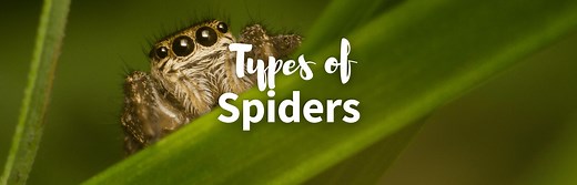 All 21 Types of Spiders: Identification Guide with Pictures   Facts