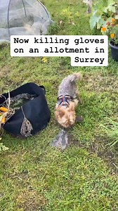 4M views · 42K reactions | DON’T FORGET WHAT YOUR DOG WAS BRED TO DO...