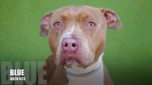 1.5K views · 149 reactions | RESCUED - moved to SAFE Album on 05/11...