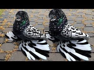 BEST and BIGGEST fancy pigeon breed in the WORLD collection.