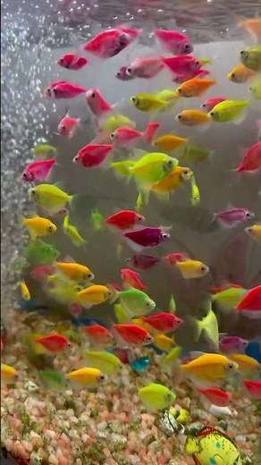 🐠 Amazing Colorful Fish Swimming in Crystal Clear Water 🌈✨
