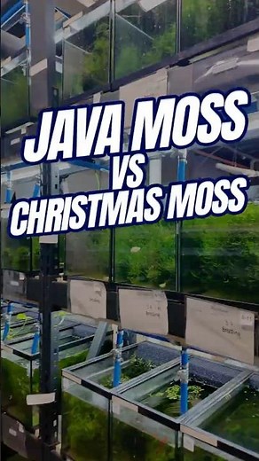 Java Moss vs Christmas Moss