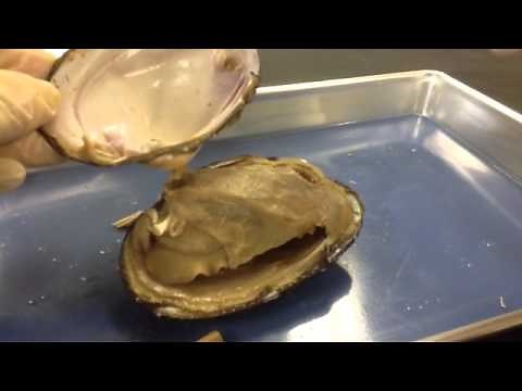 Mollusca Dissection