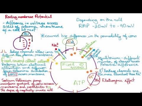 Resting membrane potential, easy and simple explanation