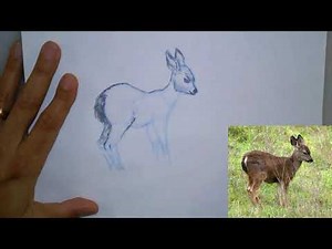 Animal Drawing Part 5 Fawn