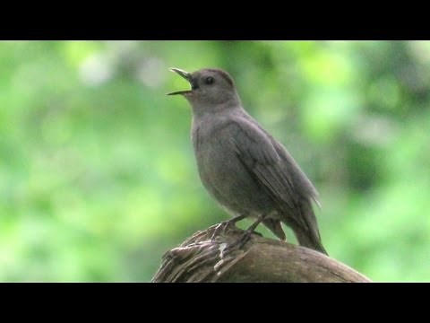 Gray Catbird Singing
