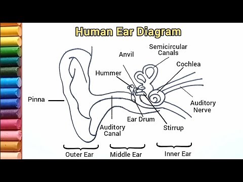 How to draw a Human Ear Diagram || Easy Human Ear Diagram