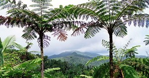 These are the 5 smallest animals ever — and there’s a new one