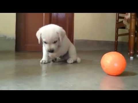 Cute Labrador Retriever puppy playing