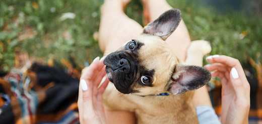 Mini French Bulldog: A Guide To The Teacup Sized Miniature Frenchie