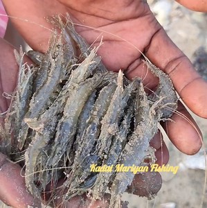 Traditional Fisherman Shrimps (Prawns) Catching In Using Cast Net Fishing | Kadal mariyan- fishing