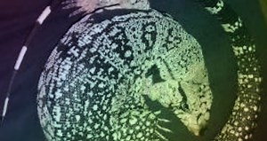 Argentine Tegu Morph & Hybrid List - Pets With Scales