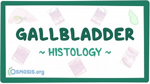 Gallbladder histology: Video, Causes, & Meaning | Osmosis