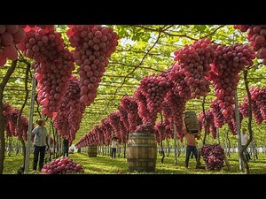How Australian Farmers Harvest Premium Grapes | Modern Grape Farming Documentary