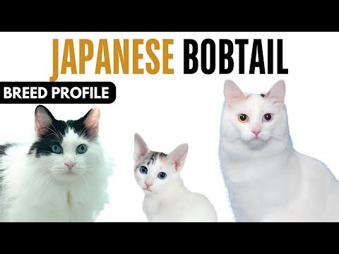 Japanese Bobtail Cat Breed Profile History - Price - Traits - Japanese Bobtail Cat Grooming Needs