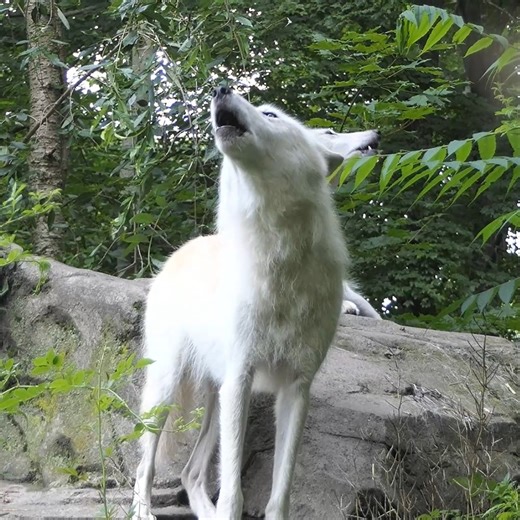 56K views · 5.3K reactions | The only thing better than one wolf howling is two wolves howling  | Wolf Conservation Center | Facebook
