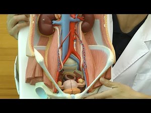 泌尿器の構造を観察できる下腹部の模型です│K32