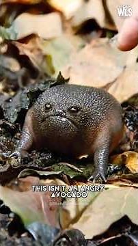 The Avocado Frog! | Black Rain Frog