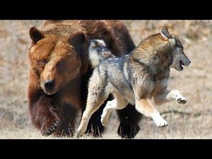 Discovery channel animals documentaries - Wolves vs Grizzly Bears - Nature documentary Animal planet