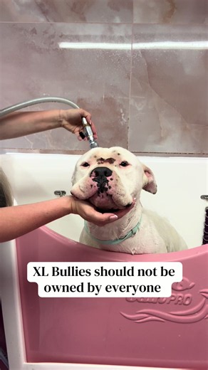 Poor Ghosty is going through a lot at the moment, so ignore his poorly face - he is undergoing a lot of treatments and medication ❤️ #xlbully #bullybreeds #doggrooming #dogtrainer #dogwalker