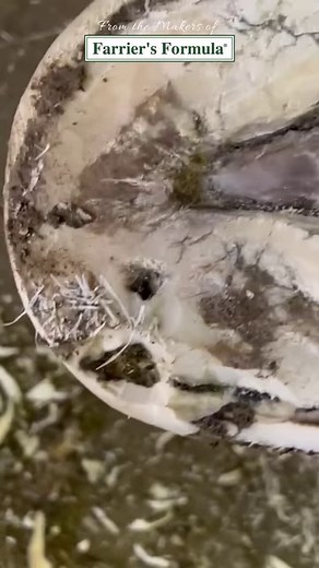 Large Hoof Abscess Infects Lamina and Subsolar Aspects of the Horse's Hoof. #hoofcare #horses #farrier #horsecare Let’s look at this unique hoof abscess. The area of the origin for the abscess occurred at the wall crack. The infection then moved under the sole and vented at the coronary band. This was a large two-dimensional abscess that infected the lamina and subsolar areas of the horse's hoof. We can see how significant the subsolar infection was once the farrier cleaned out the abscess to go