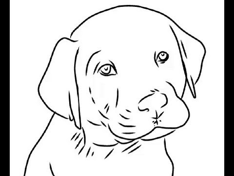 How to Draw Cute labrador puppy - Easy Drawings