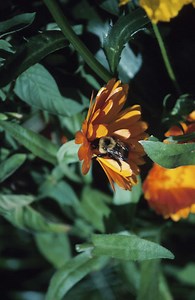 How to Hand Pollinate Scarlet Runner Bean Flowers