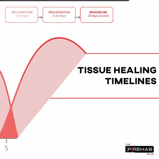 What To Know About Tissue Healing Timelines | The Prehab Guys