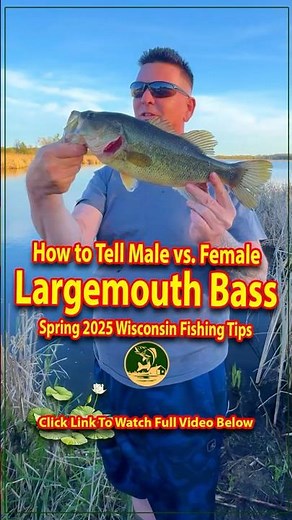 How to Tell Male vs Female Largemouth Bass 🐟 Spring 2025 Wisconsin Fishing Tips