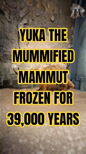 Yuka, the Mummified Mammoth - Frozen for 39,000 Years – #MammothYuka #SiberianPermafrost #AncientDNA