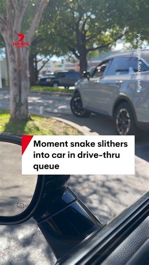 4.9M views · 12K reactions | Footage captured the moment a snake snuck into a car whilst waiting in line at a Pollo Tropical drive-thru in Homestead, Florida. Kyrin Salvary witnessed what he thought was a python slithering into a car before alerting the driver. He said the snake "ended up falling out again when the car started moving" after her told the driver. #snake #animals #reptile #drivethru #Florida | 7NEWS Australia | Facebook