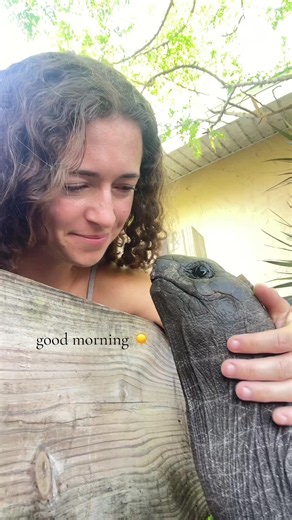 Tortoise Morning Routine: Peaceful Pet Moments