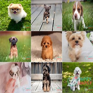 Best Teacup Dog Breeds: Care, Health Risks & Top Picks