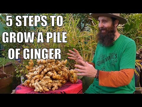 5 Steps to Grow a PILE of Ginger - From Planting to Harvest