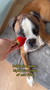 Boxer vs Labrador: snacking! #pupoftheday #boxerdog #labrador #doggo #dogs #boxer #foxredlab | Bobby from the bin