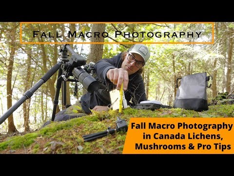 Macro Photography 🍁🍄 Lichens, Mushrooms & Pro Tips