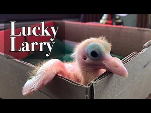 How to hand feed a 2 week old pigeon | Meet utility pigeon, Lucky Larry | Fair Creek Farm