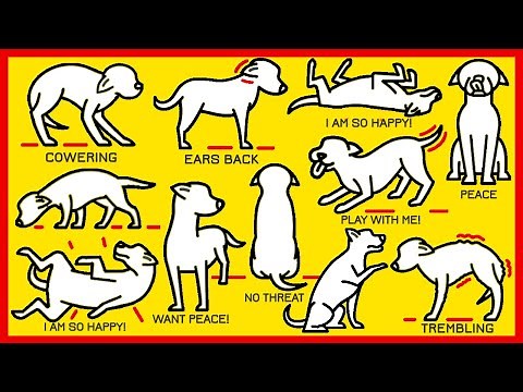 How to Understand Your Dog Better