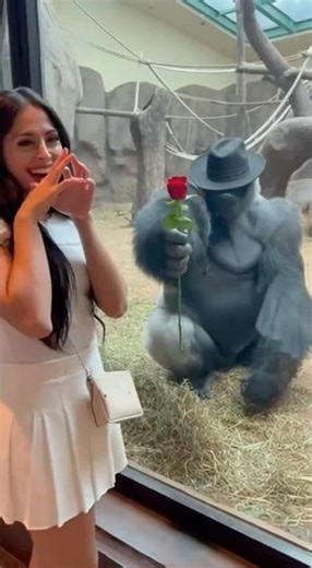 Gorilla Gets Shy & Hides Behind Hat… Then Gives Her a Rose 🥹