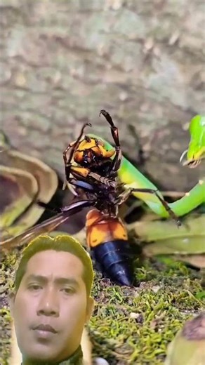 Praying Mantis vs. Wasp: A Deadly EncounterWasp #InsectPredator​
