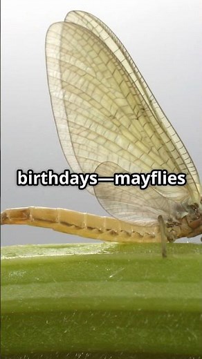 The Mayfly The Shortest Lifespan On Earth #facts