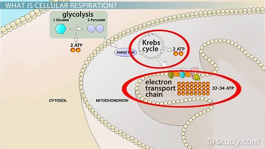 Cellular Respiration in Mitochondria | Process & Function