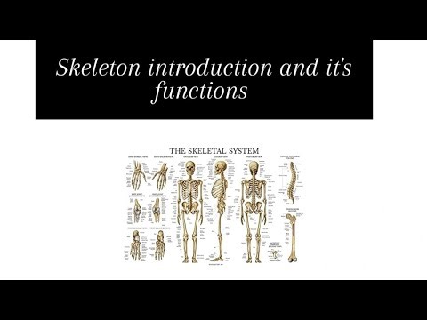 Detailed notes of skeletal and its Function.#..💙