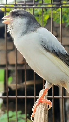 the sound of birds is so beautiful to hear | birds sound #birds #animals #funnyanimals #canary